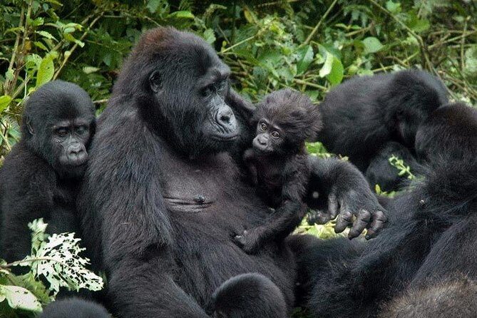 3 Days Gorilla trekking tour - Key Points