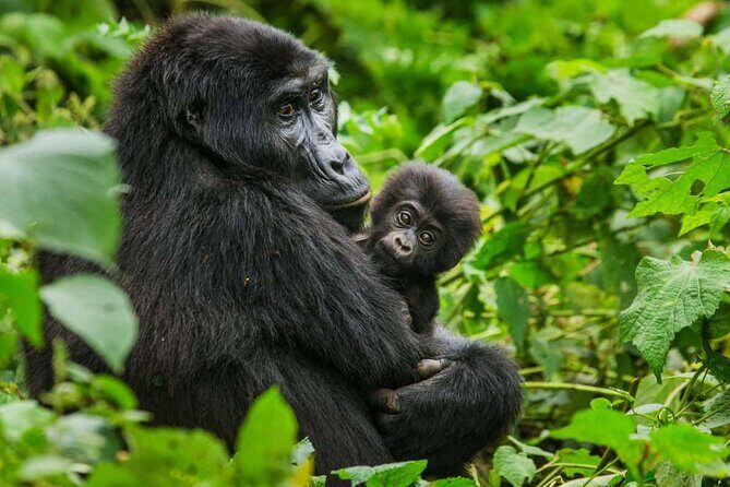 3 Days Gorilla trekking tour - The Experience: What Travelers Are Saying