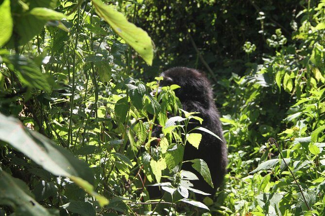 3 Days Gorilla trekking tour - Transportation and Logistics: What to Expect