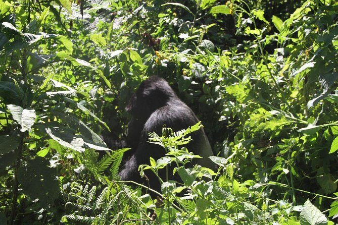 3 Days Gorilla trekking tour - Is This Tour Worth the Price?