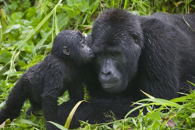 3 Days Gorilla trekking tour - Who Is This Tour Best For?