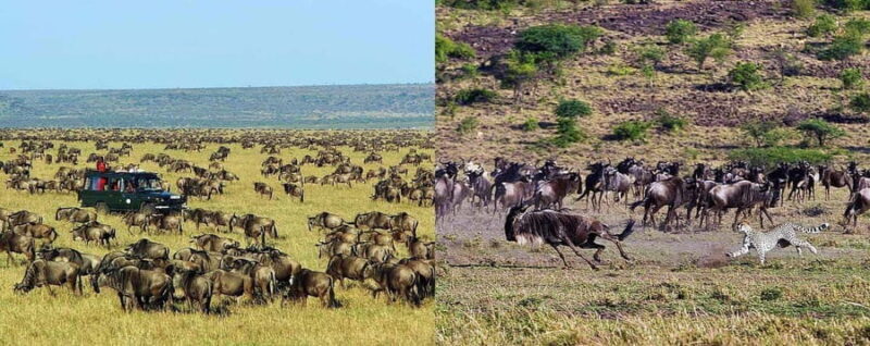 3 Days Group Joining Safari to Maasai Mara Lodge Safari - An In-Depth Look at the Maasai Mara Safari Experience