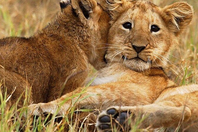3 days group joining safari to Maasai Mara with a Land Cruiser Jeep - What Really Sets This Safari Apart