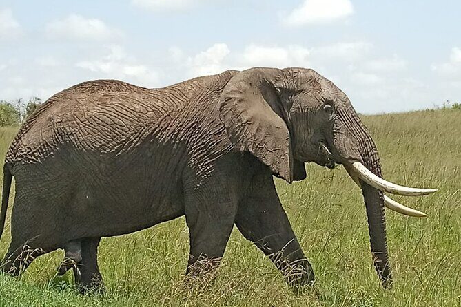3 days group joining safari to Masai Mara with a Land CruiserJeep - The Itinerary: What to Expect Each Day