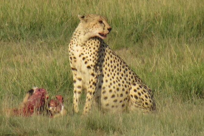 3 days group joining safari to Masai Mara with a Land CruiserJeep - Final Thoughts: Is This Safari Right for You?