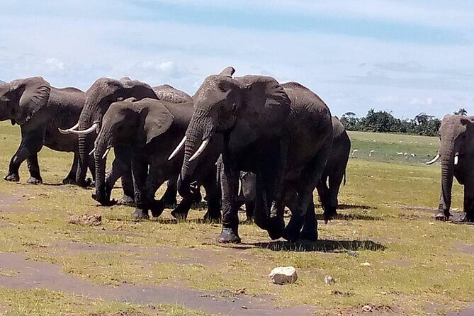 3 days group joining safari to Masai Mara with a Land CruiserJeep - Final Words