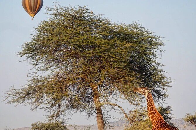 3 Days Group Safari Serengeti & Ngorongoro - Key Points