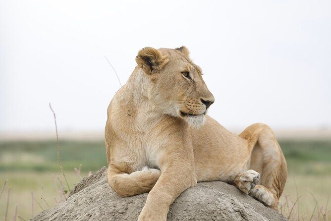 3 Days Group Safari Serengeti & Ngorongoro - Day 2: Serengeti Game Drives and Transition to Ngorongoro