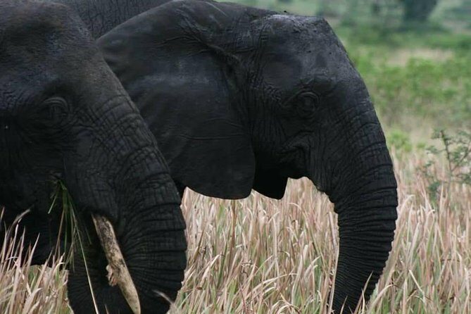 3 Days Group Safari To Queen Elizabeth Park In Uganda. - Why We Think This Tour Is Worth It