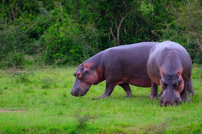 3 Days Group Safari To Queen Elizabeth Park In Uganda. - Final Words: Who Will Love This Safari?