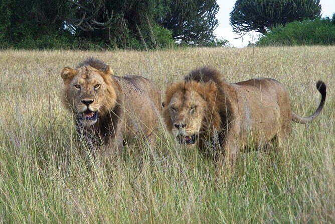3 Days Group Safari To Queen Elizabeth Park In Uganda. - FAQ