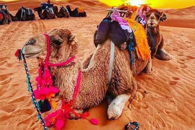 3 Days Group Tour from Marrakech to Merzouga Desert - Day 1: From Marrakech to Dades Valley via the High Atlas