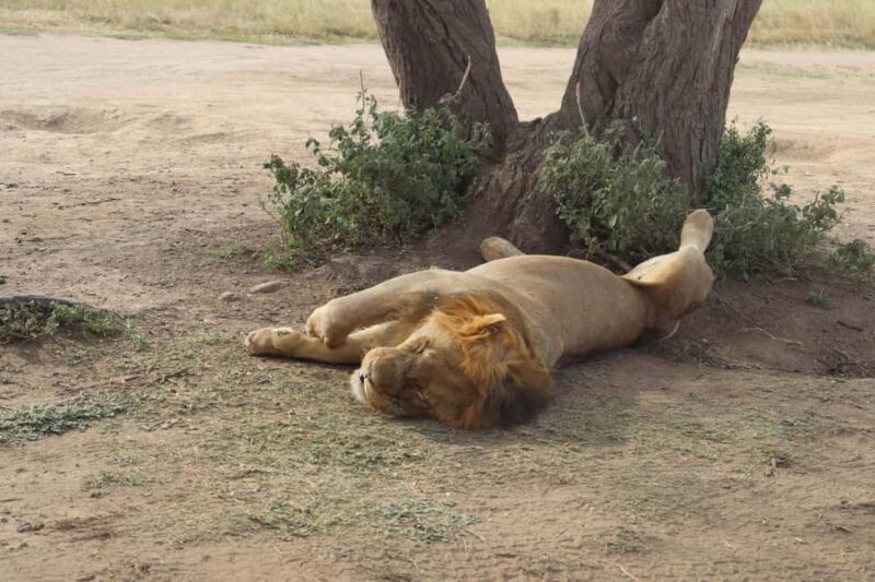 3 Days Group Tour Tarangire, Lake Manyara Ngorongoro Crater - Key Points