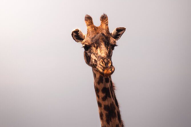3 days Group tour Tarangire, Ngorongoro & lake manyara park - An In-Depth Look at the Tour