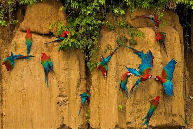 3-days-guided-manu-jungle-tour-from-cusco