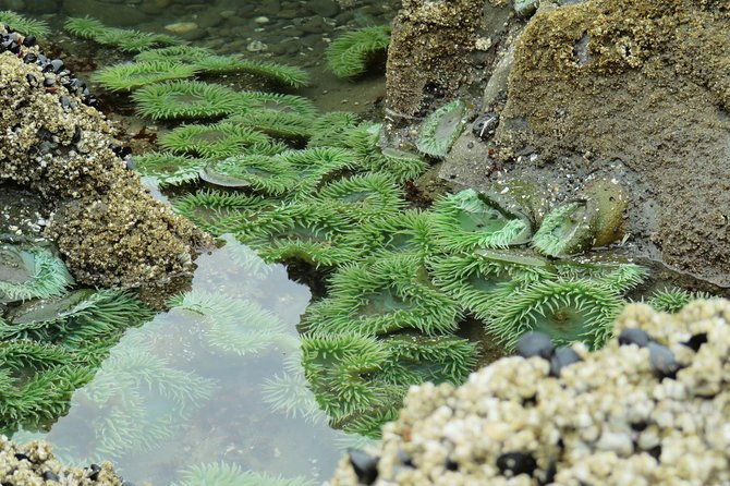 3-days-in-olympic-national-park-from-seattle-silent-forest-hoh-rainforest