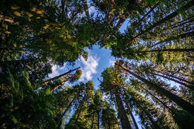 3-days-in-olympic-national-park-from-seattle-silent-forest-hoh-rainforest