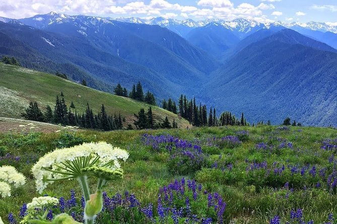 3-days-in-olympic-national-park-from-seattle-silent-forest-hoh-rainforest