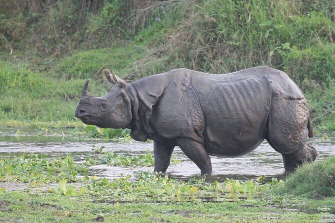 3 Days Jungle Safari in Chitwan National Park - 3 Days Jungle Safari in Chitwan National Park