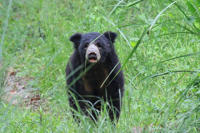3 Days Jungle Safari in Chitwan National Park - Key Points