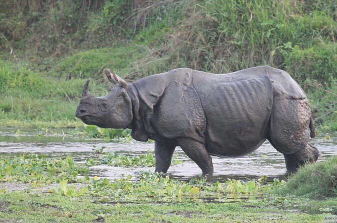 3 Days Jungle Safari in Chitwan National Park - Final Thoughts