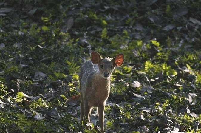 3 Days Kaziranga National Park Wildlife Adventure with Safaris - Price and Value