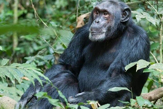 3 Days Lake Bunyonyi and Gorilla Trekking Tour in Uganda - Authentic Experiences Highlighted by Reviewers