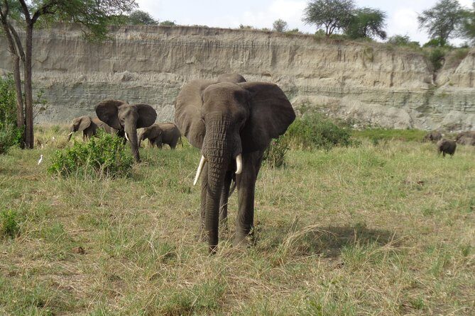 3 Days Lake Manyara, Ngorogoro Crater, Tarangire National Park - Practical Aspects and What They Mean for You