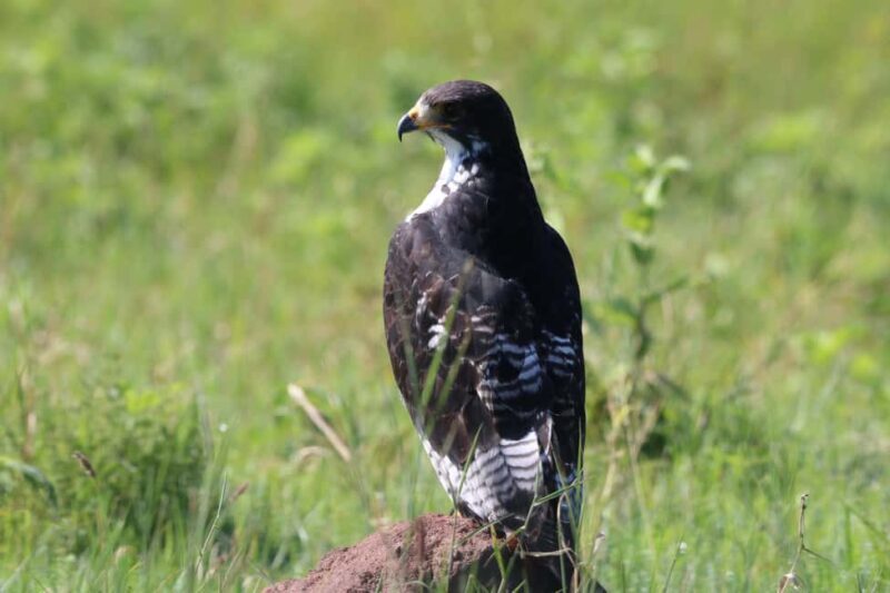 3 Days - Lake Manyara, Ngorongoro Crater and Tarangire - Authentic Insights from Previous Travelers