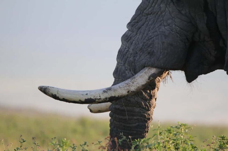 3 Days - Lake Manyara, Ngorongoro Crater and Tarangire - FAQs
