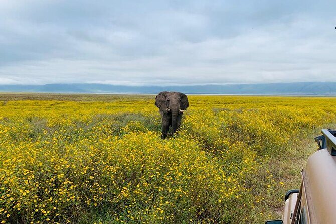 3 Days Lake Manyara, Tarangire, Ngorongoro Crater group (Camping) - The Sum Up: Who Is This Tour Perfect For?  