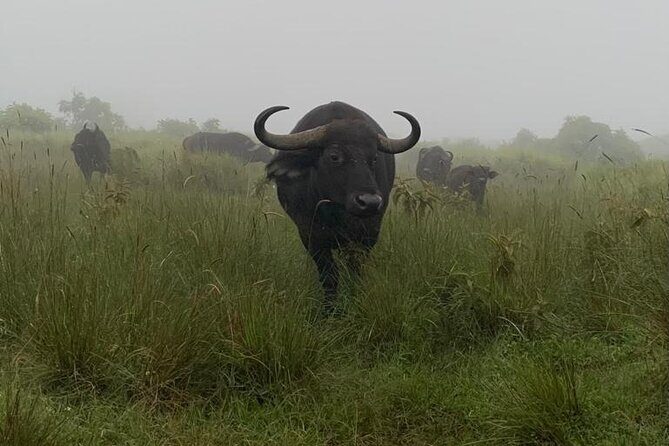3 Days Lake Manyara, Tarangire, Ngorongoro Crater group (Camping) - FAQ  