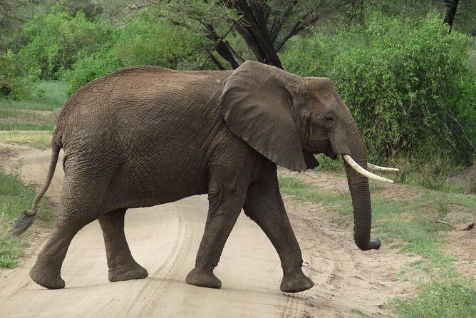 3 Days Lodge Safari - Final Thoughts