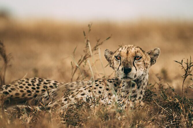 3-Days Lodge Safari in Tarangire, Ngorongoro Crater & Lake Manyara - In-Depth Review