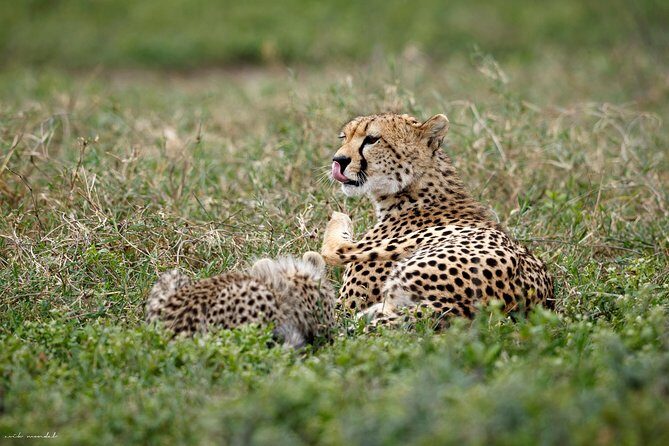 3 Days Luxury Lodge Safari in Tanzania - Exploring the Itinerary in Detail
