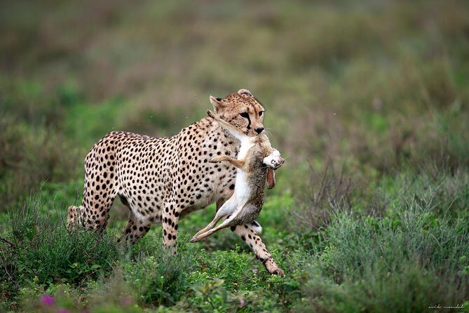3 Days Luxury Lodge Safari in Tanzania - Practical Considerations