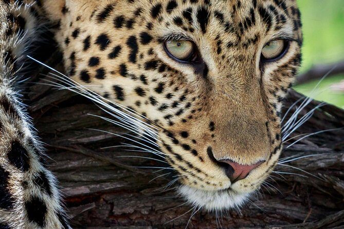 3 Days Luxury Lodge Safari in Tanzania - Final Thoughts