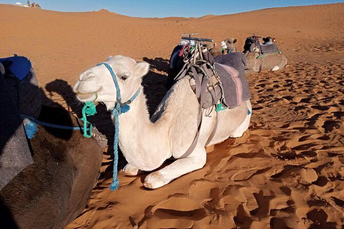 3 Days Luxury private Desert Tour From Fez to Marrakech - Final Thoughts