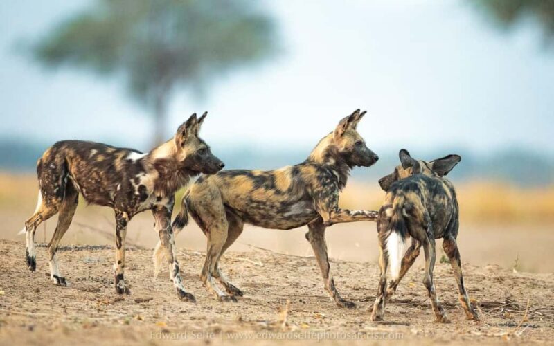3 DAYS LUXURY SAFARI TO SELOUS/NYERERE PARK FROM ZANZIBAR - Introduction: A Luxurious Escape to Tanzania’s Wildlife