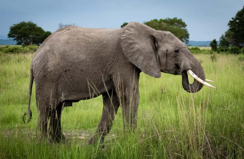 3 DAYS LUXURY SAFARI TO SELOUS/NYERERE PARK FROM ZANZIBAR - Key Points