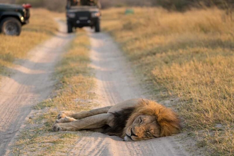 3 DAYS LUXURY SAFARI TO SELOUS/NYERERE PARK FROM ZANZIBAR - Day Three: Final Safari and Return to Zanzibar