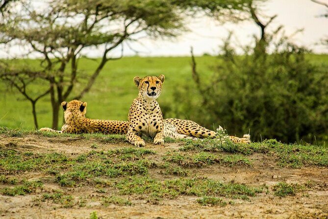 3 days Luxury Safari Tour in Tanzania - Value and Pricing Analysis