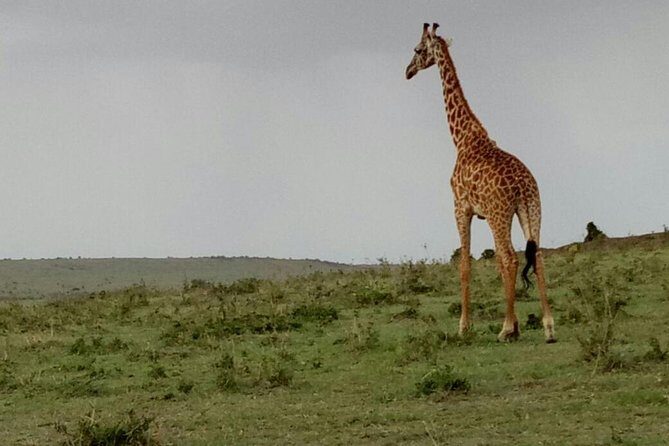 3 Days Maasai Mara Budget Group Safari - What’s Not Included?