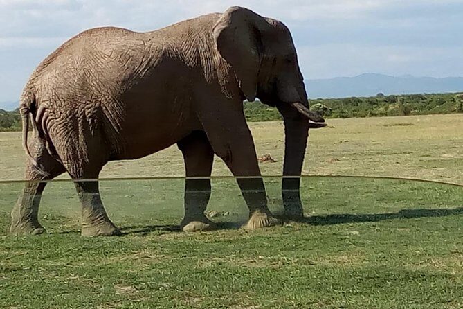 3 Days Maasai Mara Budget Group Safari - FAQs