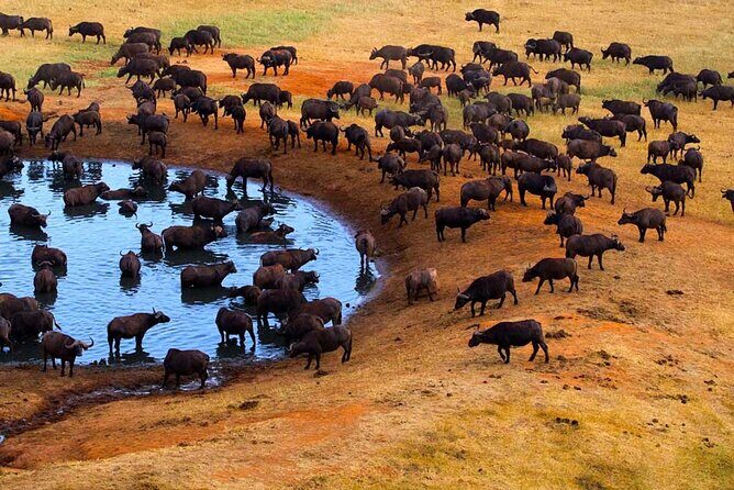 3-Days Maasai Mara Camping Safari on 4x4 Land Cruiser Jeep - Why Choose the 3-Day Maasai Mara Camping Safari?
