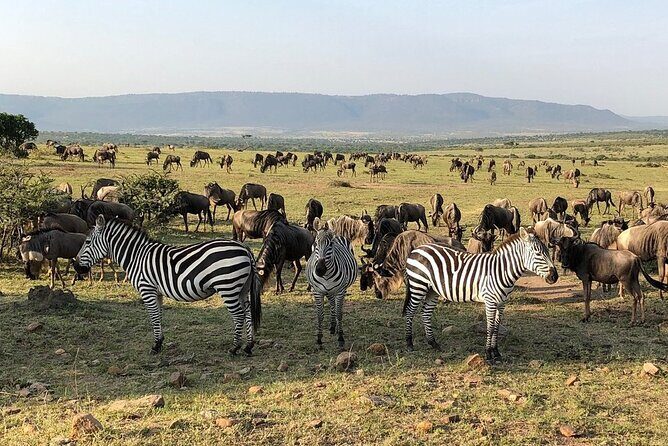 3-Days Maasai Mara Camping Safari on 4x4 Land Cruiser Jeep - FAQs
