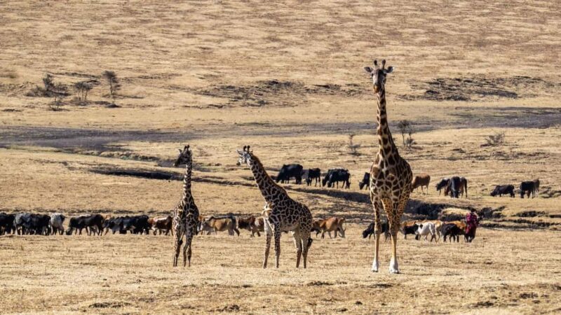 3 Days Maasai Mara Group Safari using a 4x4 Landcruiser - Who Is This Tour Best For?