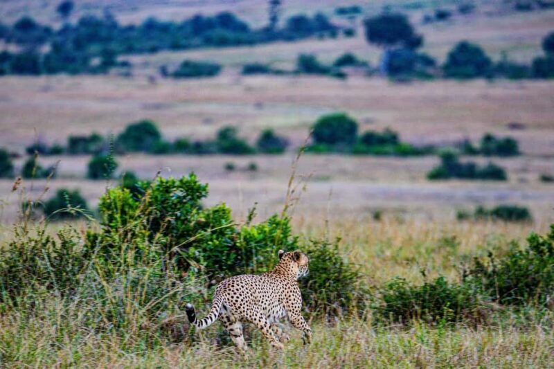 3 Days Maasai Mara Group Safari using a 4x4 Landcruiser - Final Thoughts