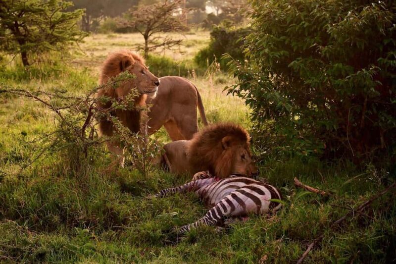 3 Days Maasai Mara Group Safari using a 4x4 Landcruiser - Final Word