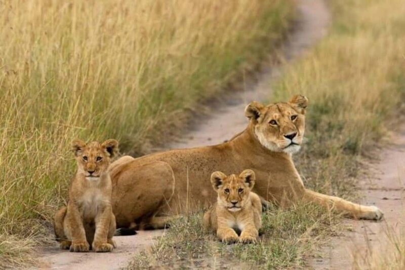 3 Days Maasai Mara Guided Safari from Nairobi - Practical Tips for Travelers